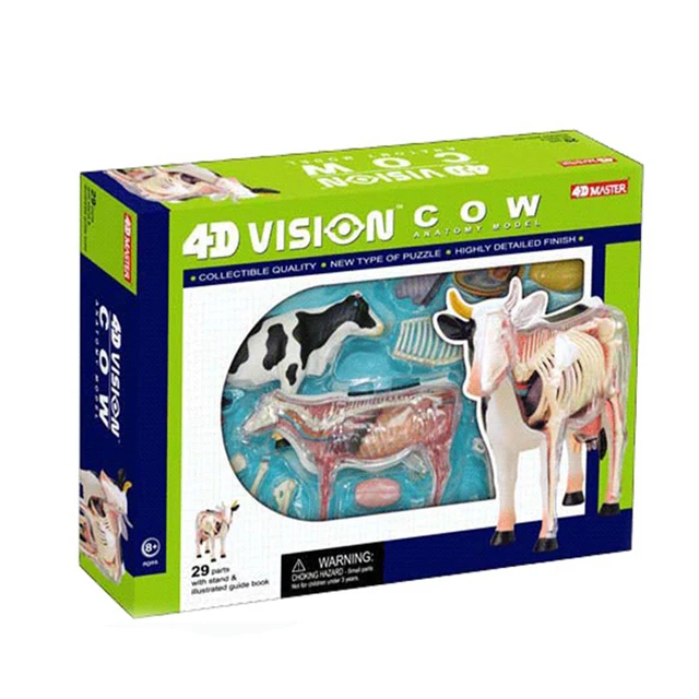  4D master игрушка образец крупного рогатого скота анатомическая модель для