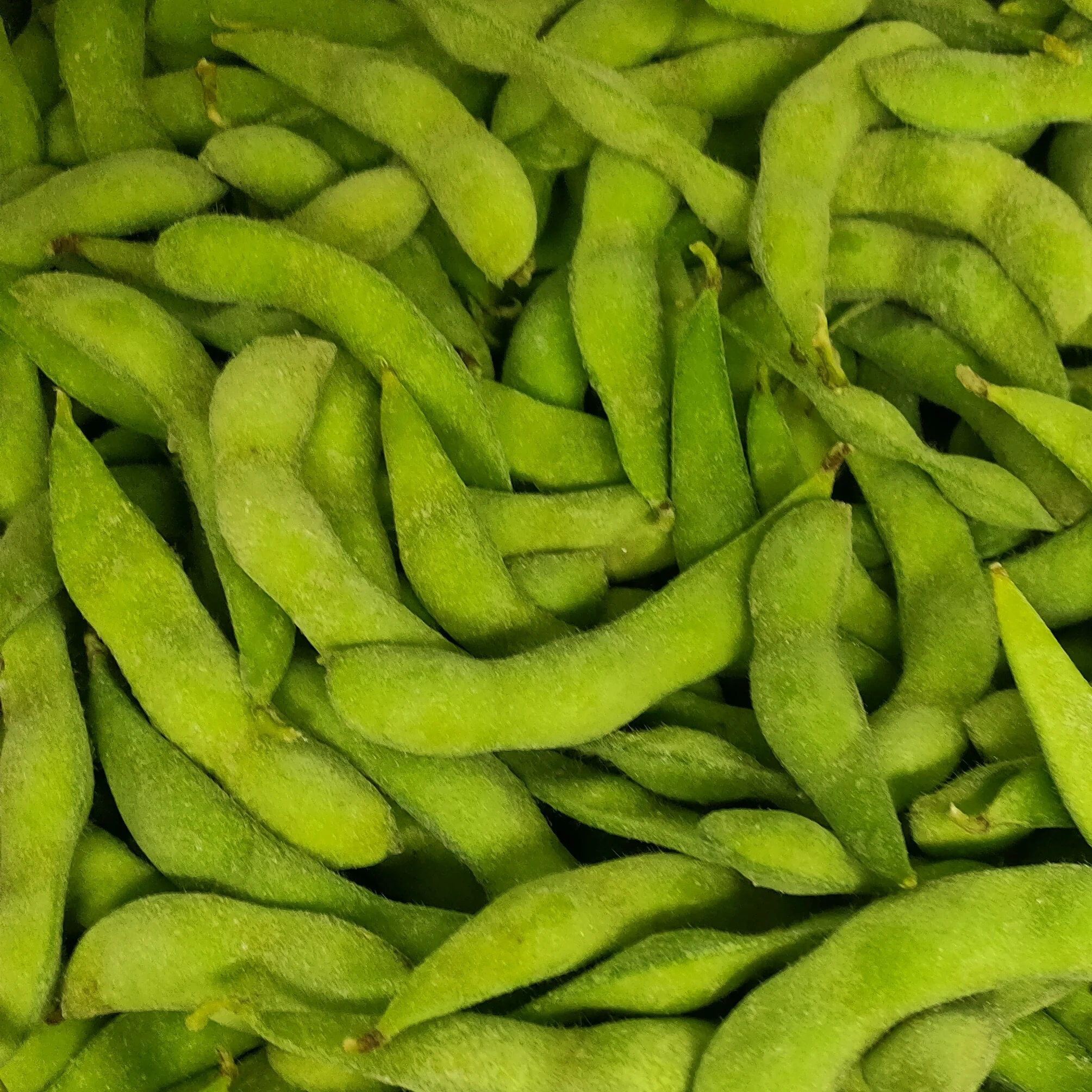 New crop cooked soybeans in freeze