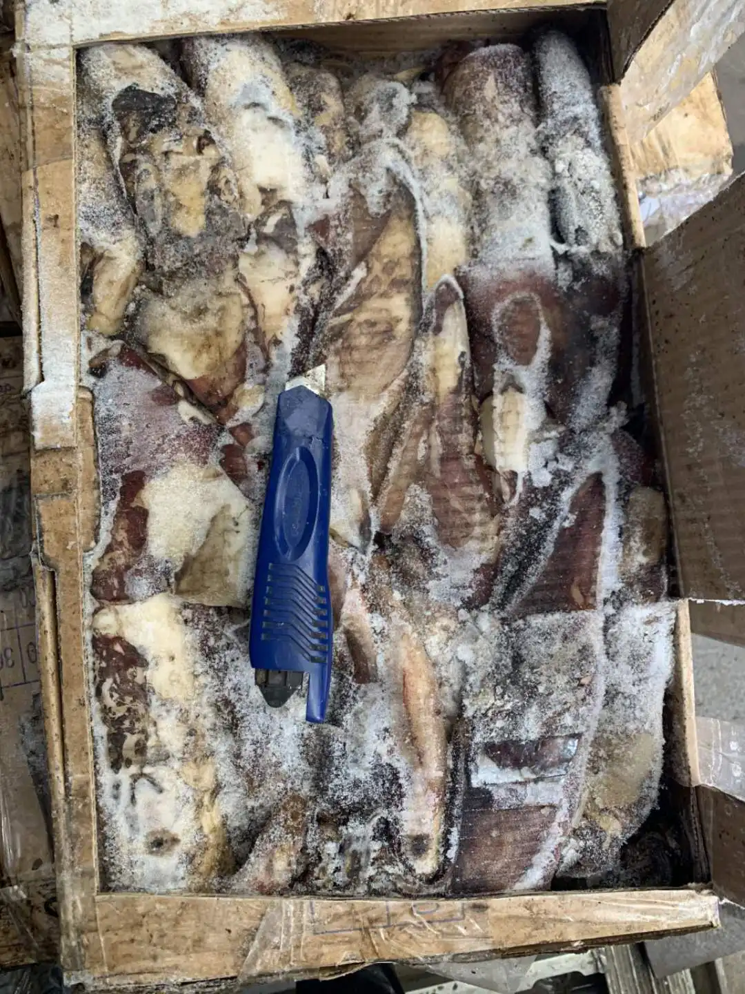 FROZEN STHENOTEUTHIS OUALANIENSIS FROZEN INDIAN OCEAN SQUID WR