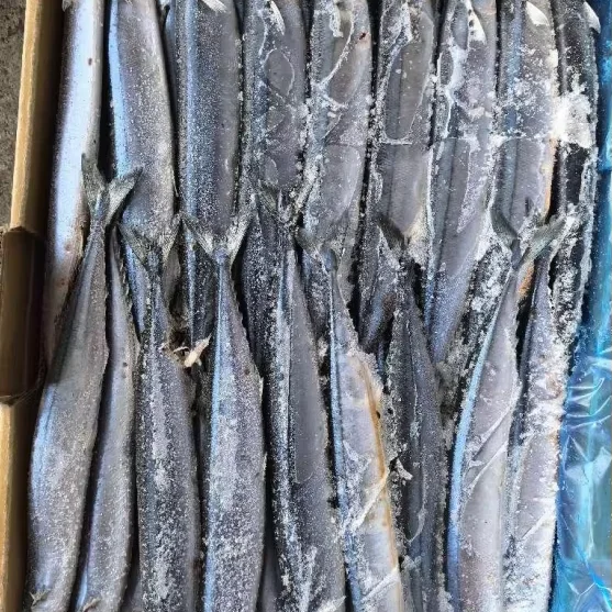 Best sell factory price Frozen Pacific Saury Fish  various size Cololabis saira