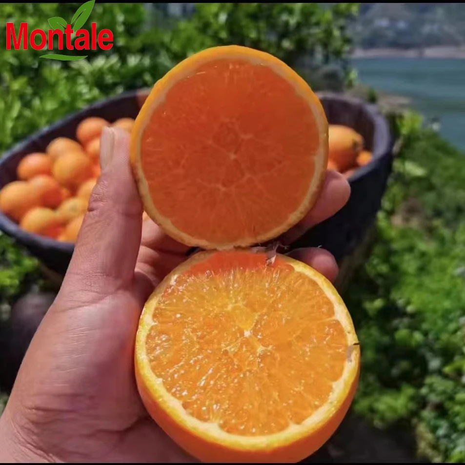 south africa orange newhall orange new market fresh oranges price in south africa ca