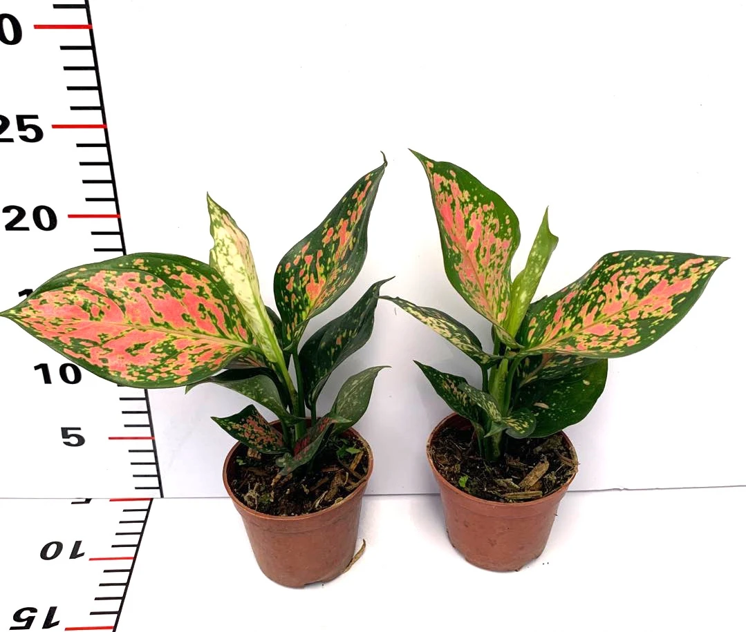Лидер продаж высокое качество горшок для растений aglaonema