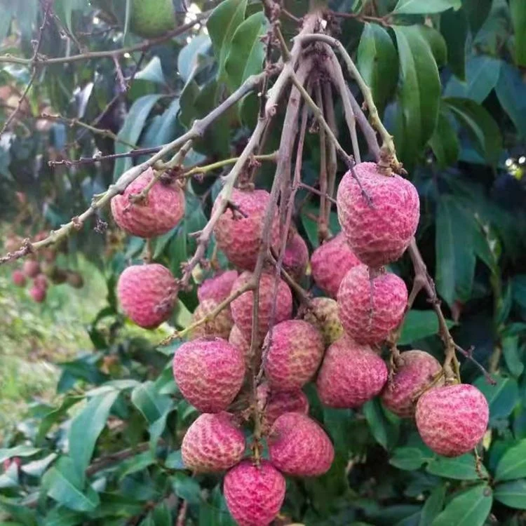 Hot Sale New Crop Hainan Fresh Litchi Exported Quality Early Guihuaxiang Lychee