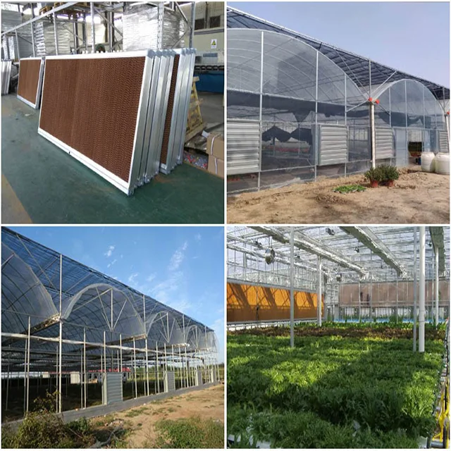 Large Multi-Span Agricultural Greenhouses for Sale Green and Efficient Production