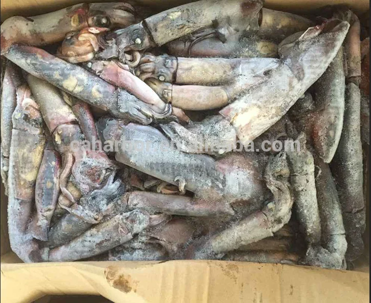 Good taste squid frozen giant squid black squid