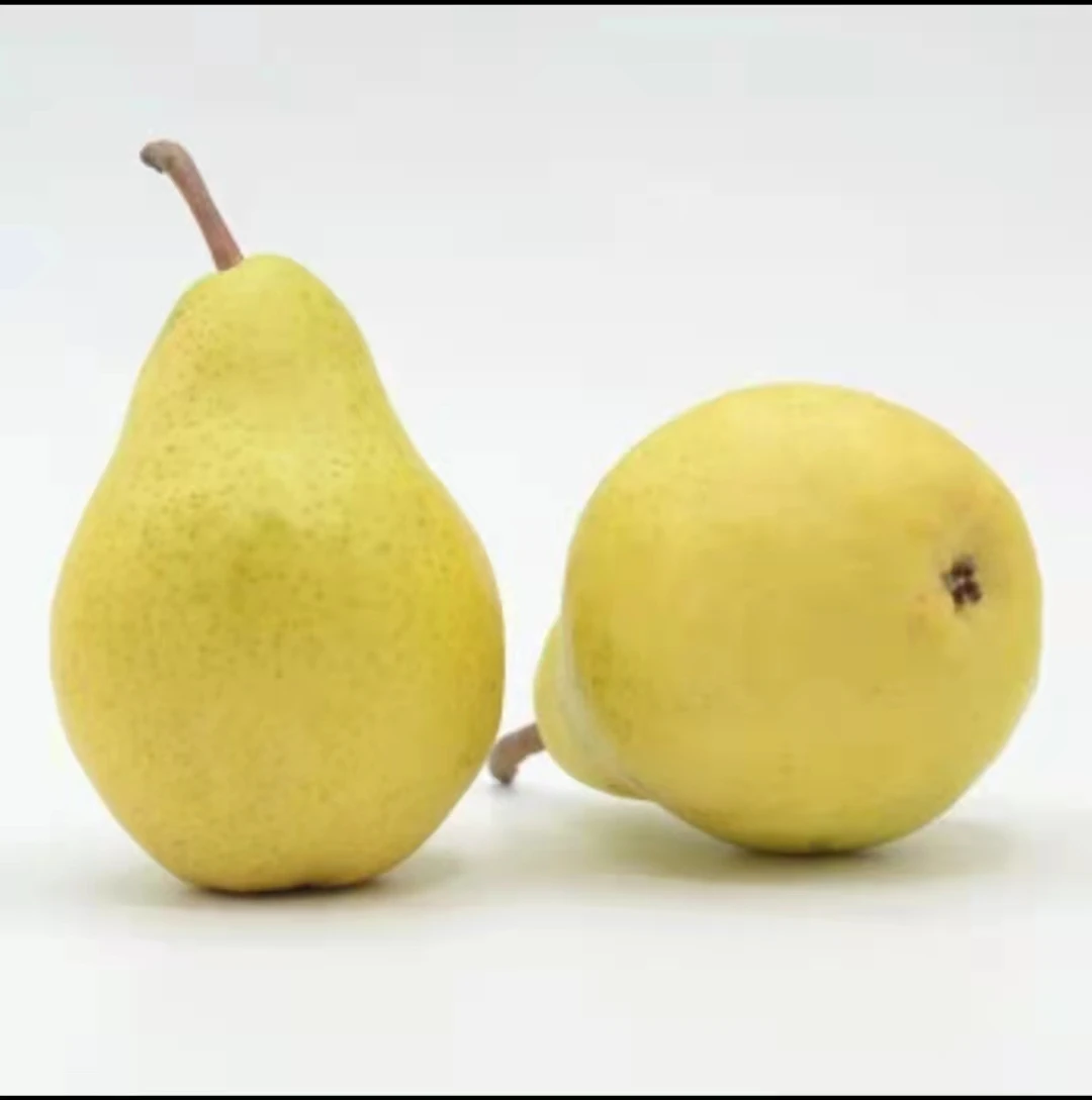The famous delicious natural fresh pear wholesale price