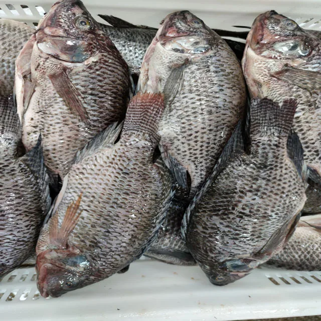 Frozen Tilapia Fish Gutted Scaled Tilapia Fish Price