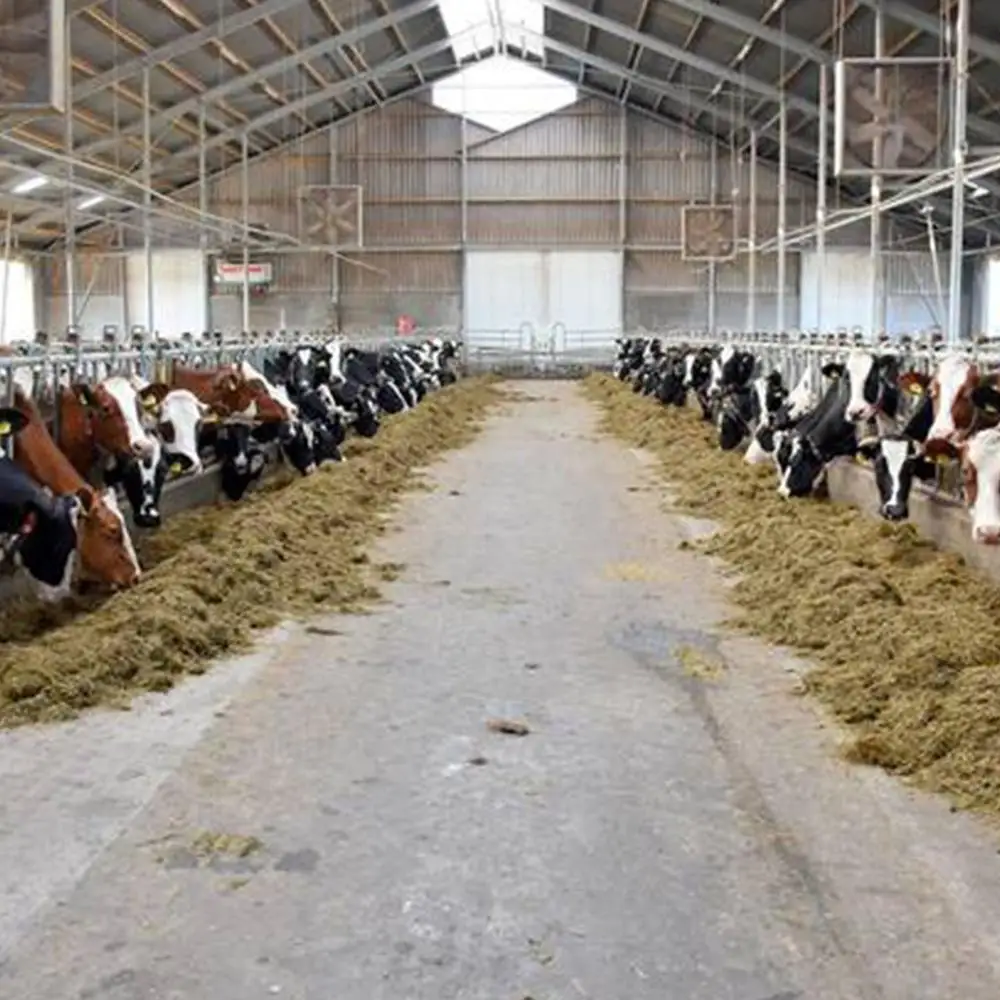 Дешевый сборный стальной каркас, молокоотсос, дом для крупного рогатого скота, ферма, навес, конструкция строительного корпуса