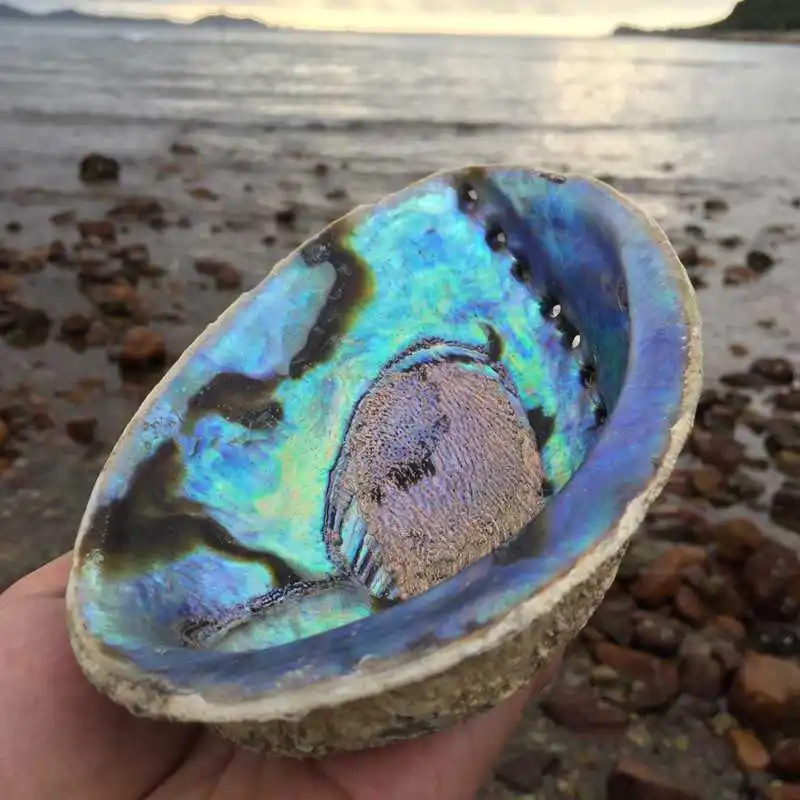 Юбилейный праздник цена на природную новозеландскую ракушку Abalone большие размазывающие снаряды