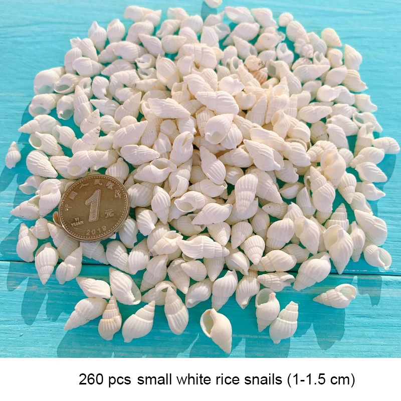 Small Seashell Mix Tiny Sea Shell Lot Beach Wedding Decor Sea Shells for Crafts