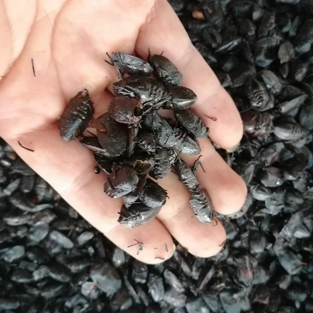 Jiu xiang chong natural aspongopus insect herbal medicine dried Coridius chinensis whole body for sale