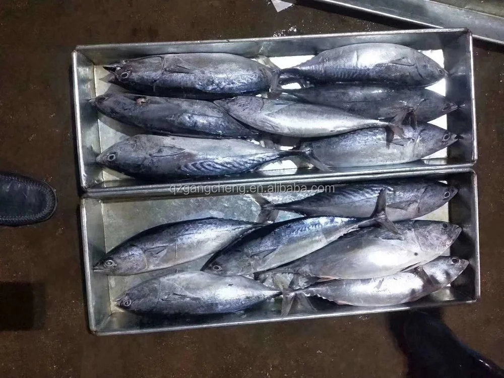
Export Frozen Bonito Tuna/rochei rochei origin INdian ocean wholesale300-500 