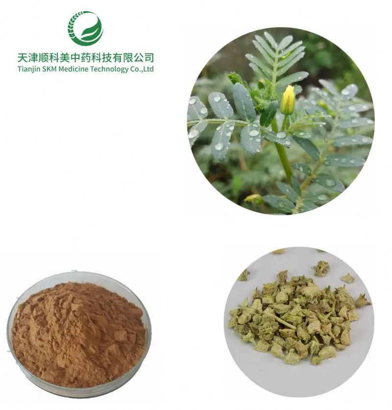 China Supplier Wholesale Testosterona Powder Biji Tribulus Terrestris