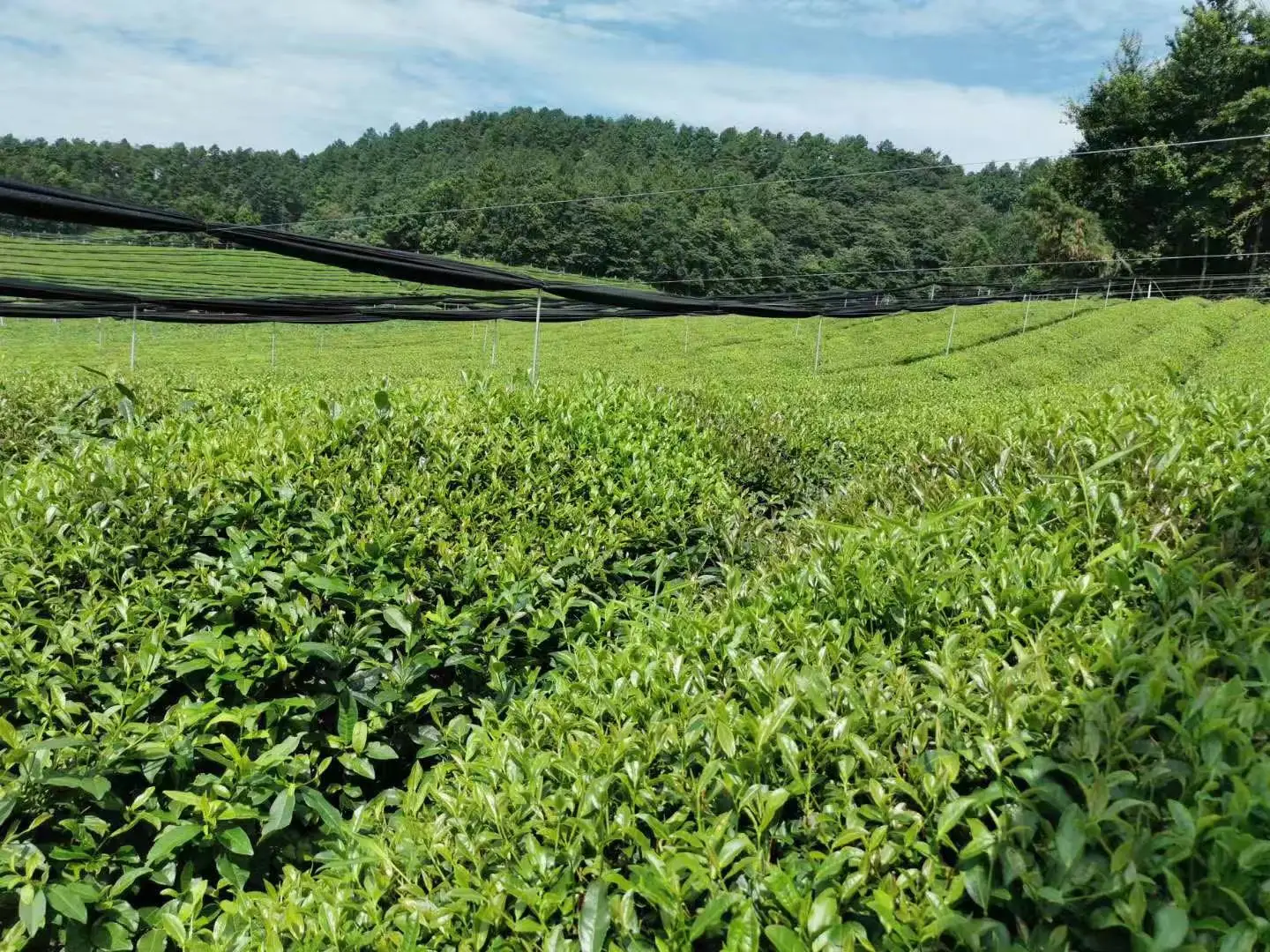 Food Safety Certification Matcha Green Tea Powder Bulk Health Matcha Green Tea Powder Organic