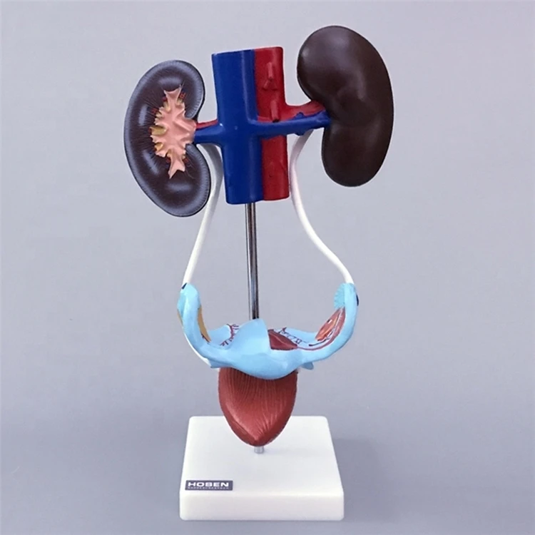 medical scinece Advanced PVC Material and Anatomical demonstration Usage anatomical female vagina Female Urogenital System model