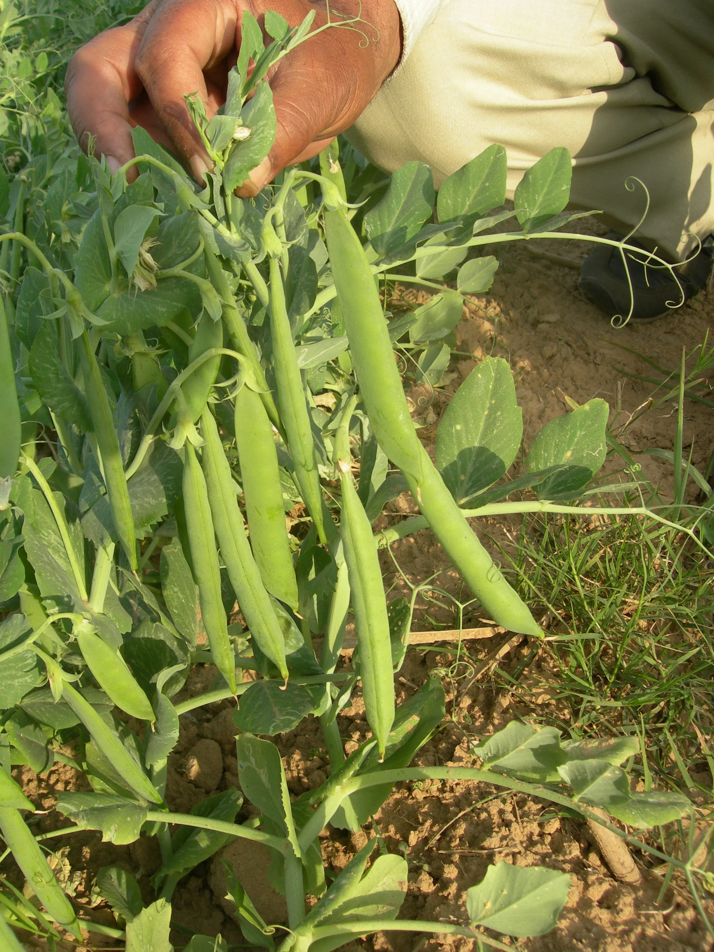 Peas SUPER CLIMAX Seeds