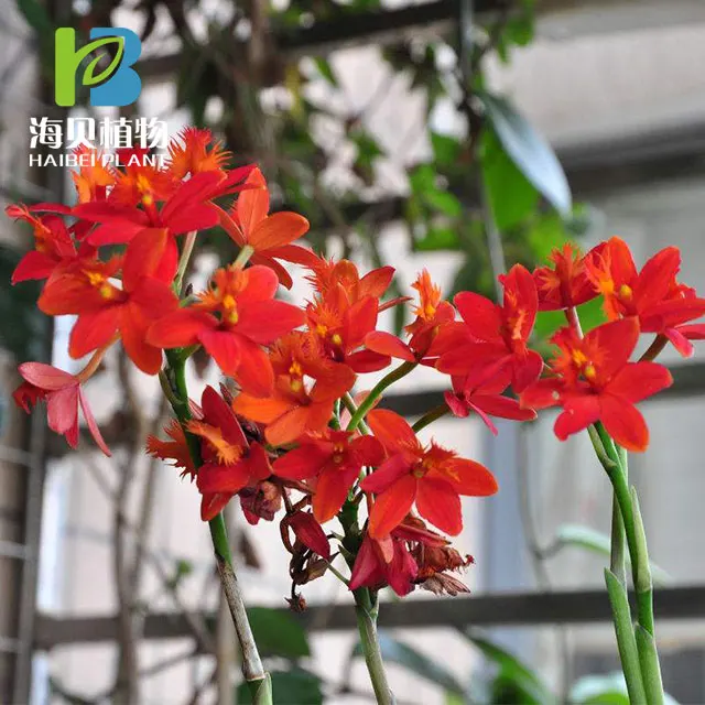 
Natural plant extract Aglaia odorata concrete 