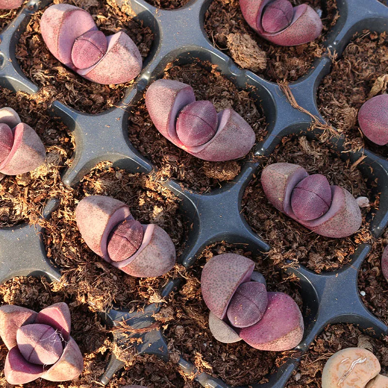 
violet Lithops in bonsai Wholesale sales of all kinds of Dendrobium lithops 