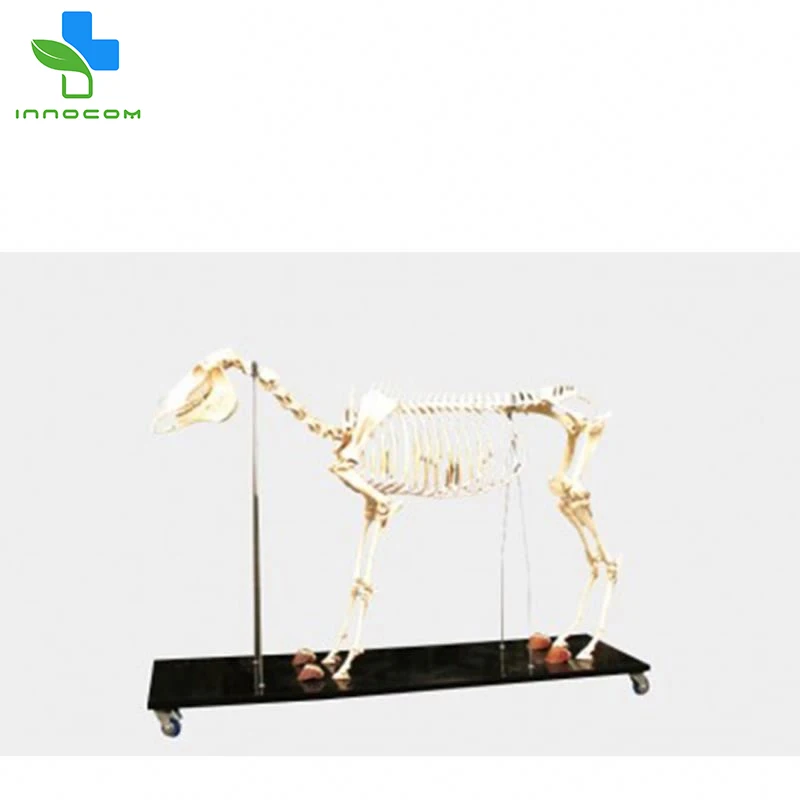 Medical life size Horse Skeleton Model PVC 3d animal Horse Skeleton model anatomical models