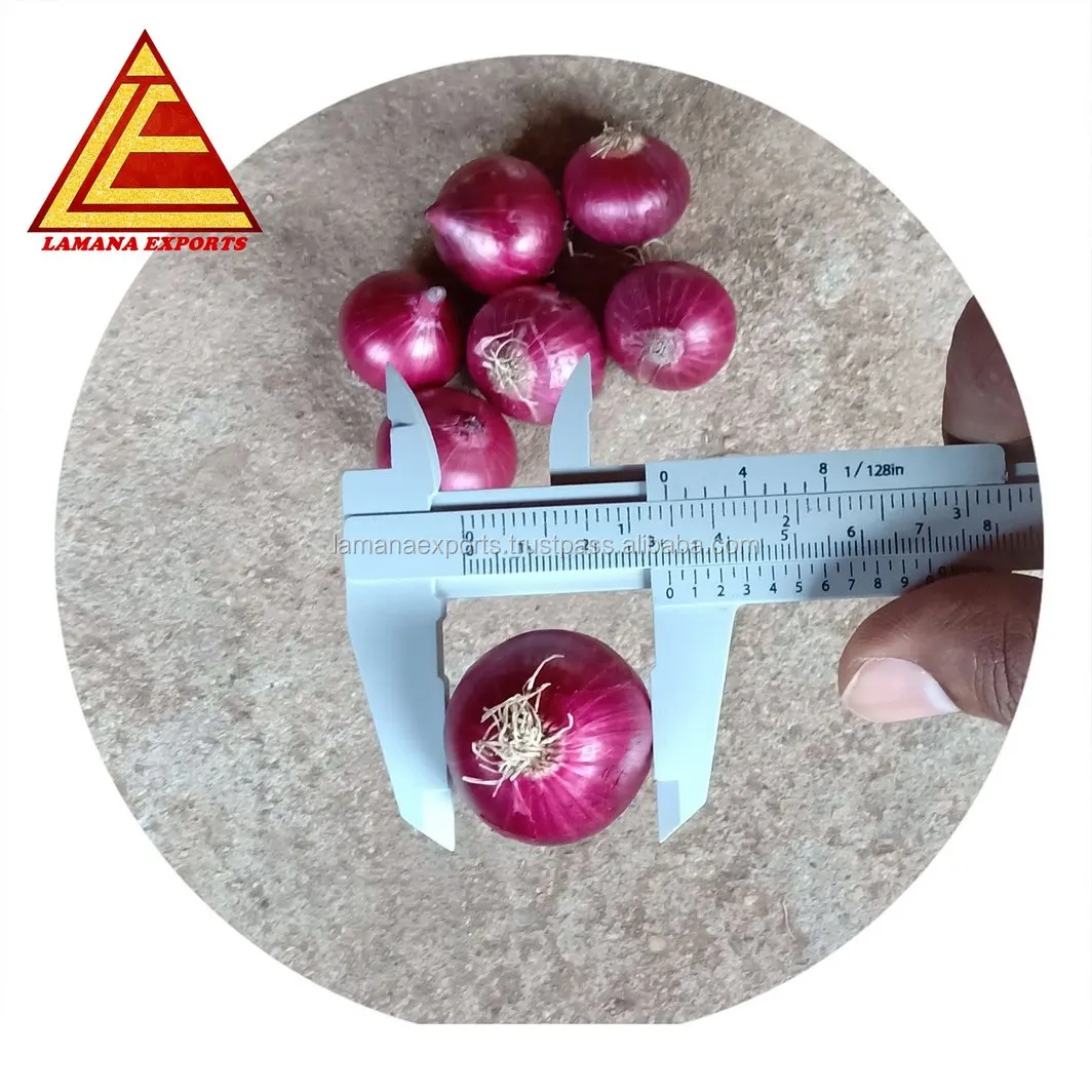 Bangalore Rose Onion 30mm up for Malaysia