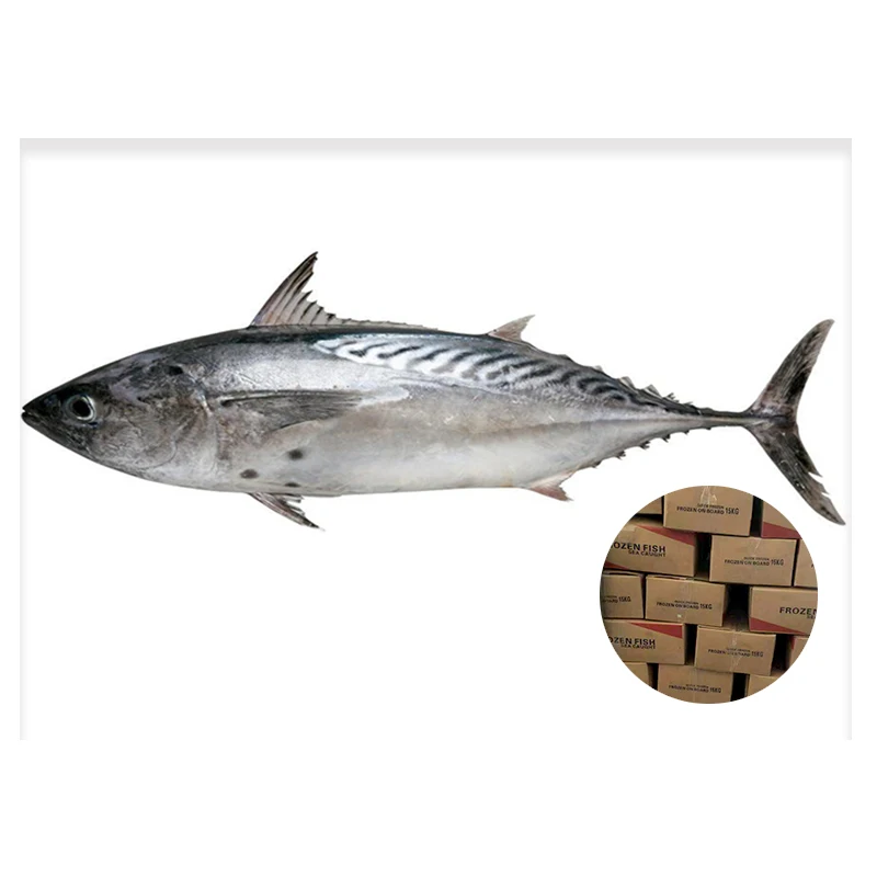 Упаковка в картонную коробку замороженная Бонито полностью круглая трехпятнистая большого