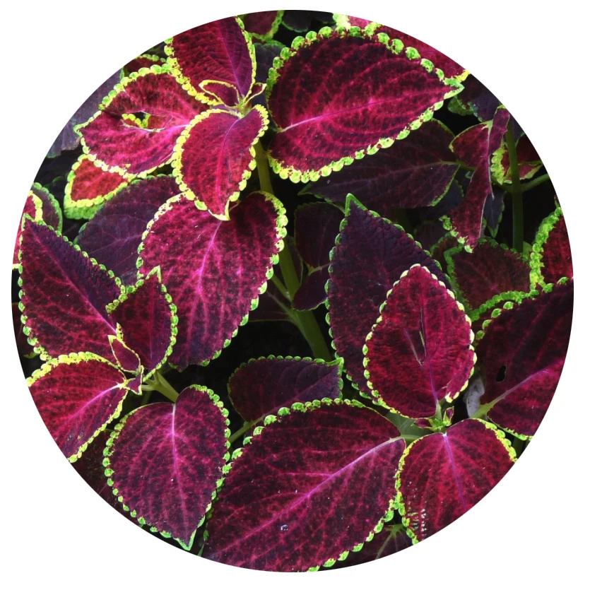 
 1000 семян цветочных семян, цветочные семена Coleus Plectranthus scutellarioides  