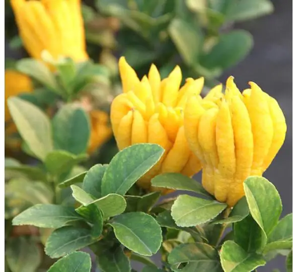 Натуральные сухие желтые ломтики фруктов Будды для еды и чая