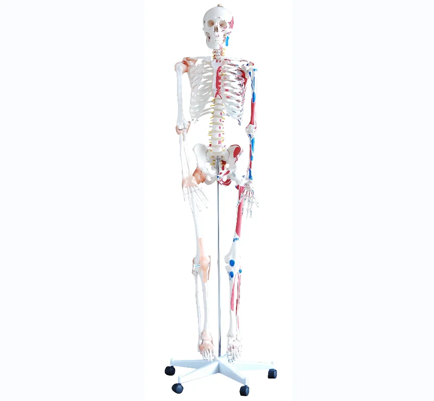 Human Skeleton with Colored  Muscular and Ligaments