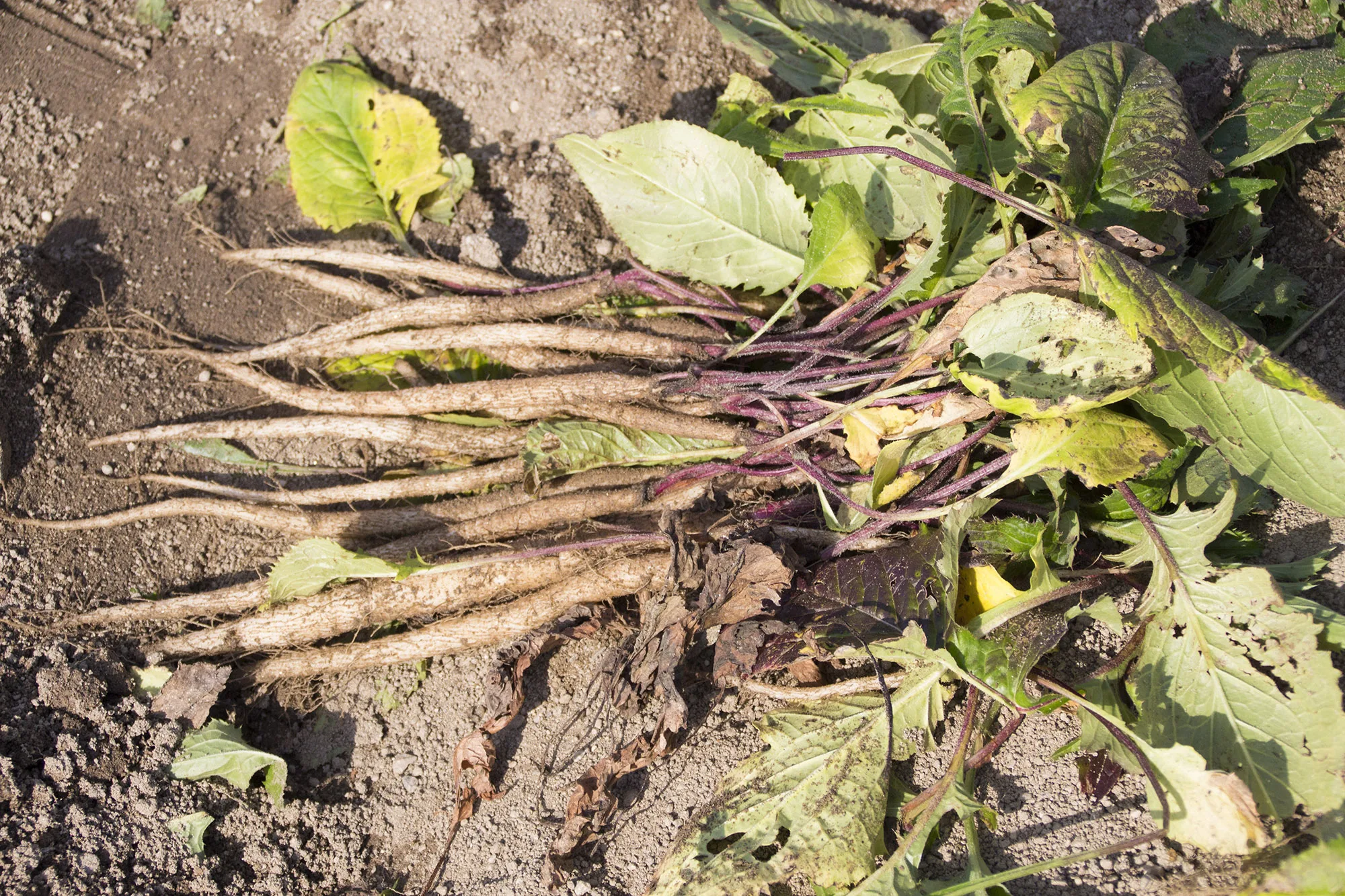 Popular no caffeine flavor burdock root Japanese tea for sale