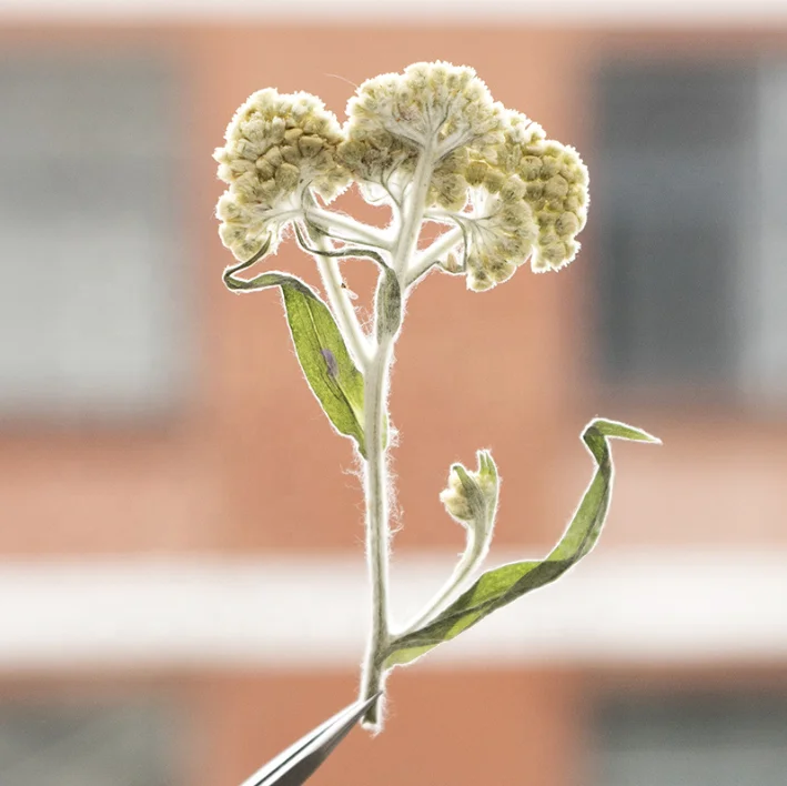 12pcs/bag Mouse Yeast Grass With Branches DIY Art Crafts Making Natural Plant Real Pressed Flower For Resin