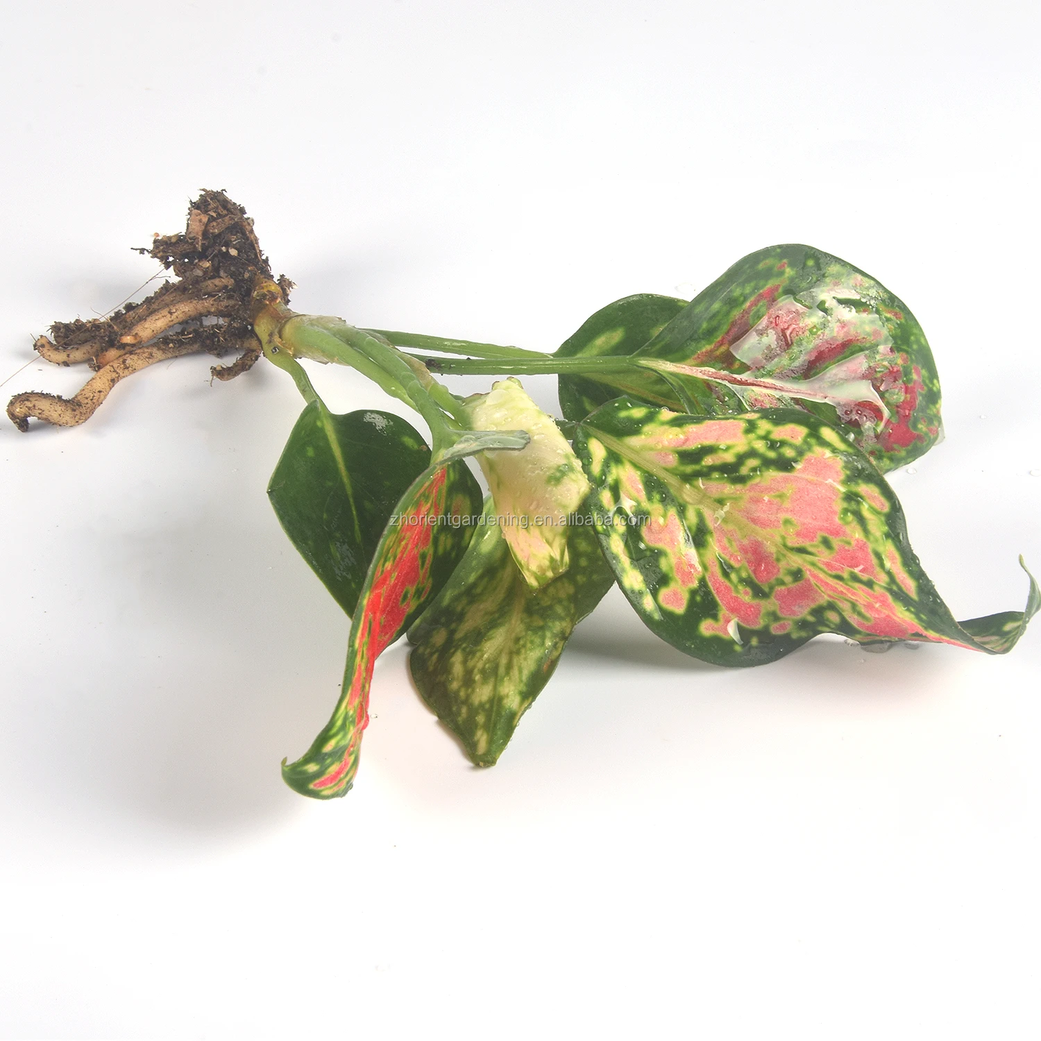 
Hot Sale Live plant aglaonema seedling 