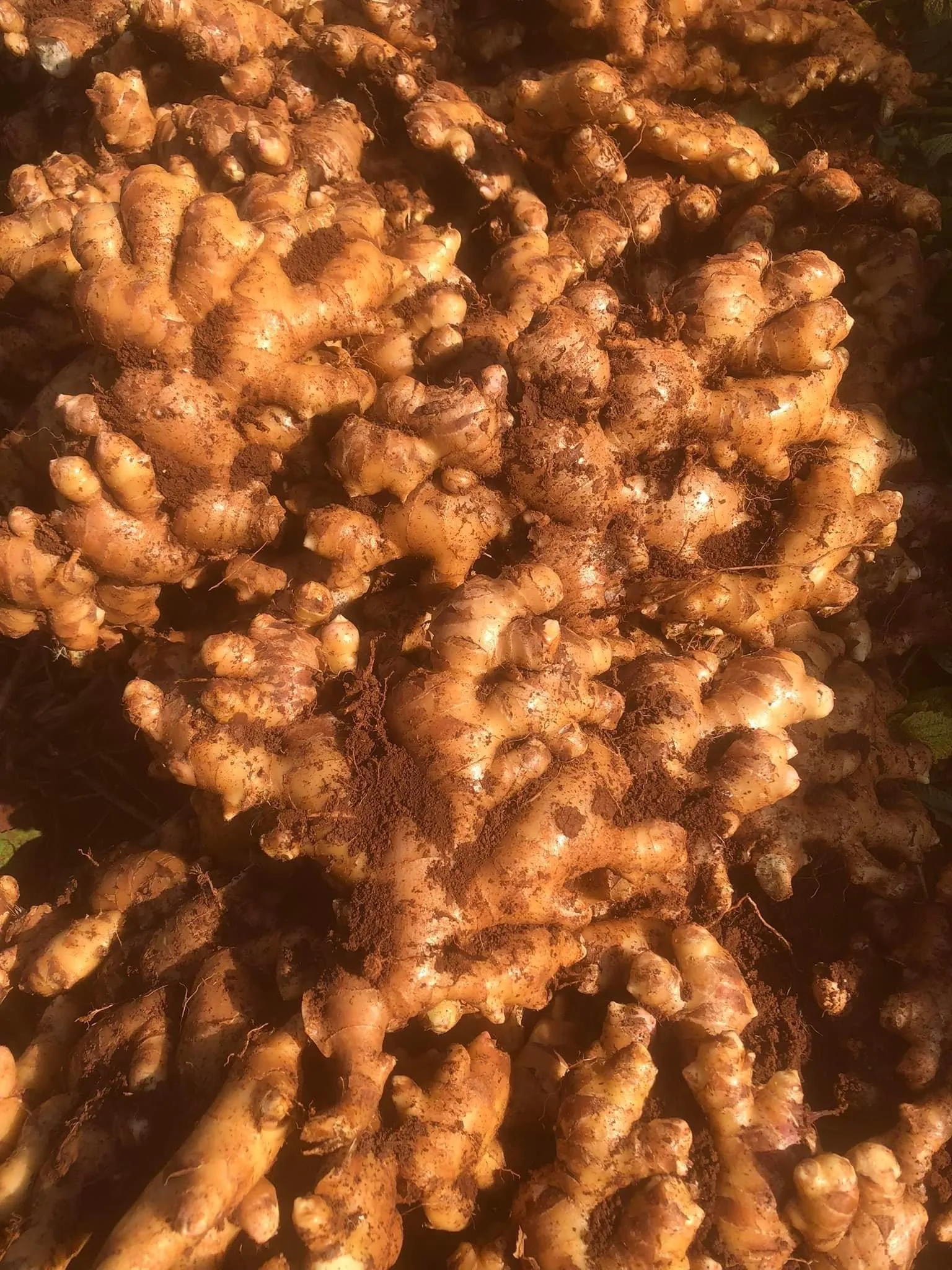 Поставка свежих имбирных овощей Быстрая доставка приготовление пищи соответствует требованиям заказчика, сделанным во Вьетнаме