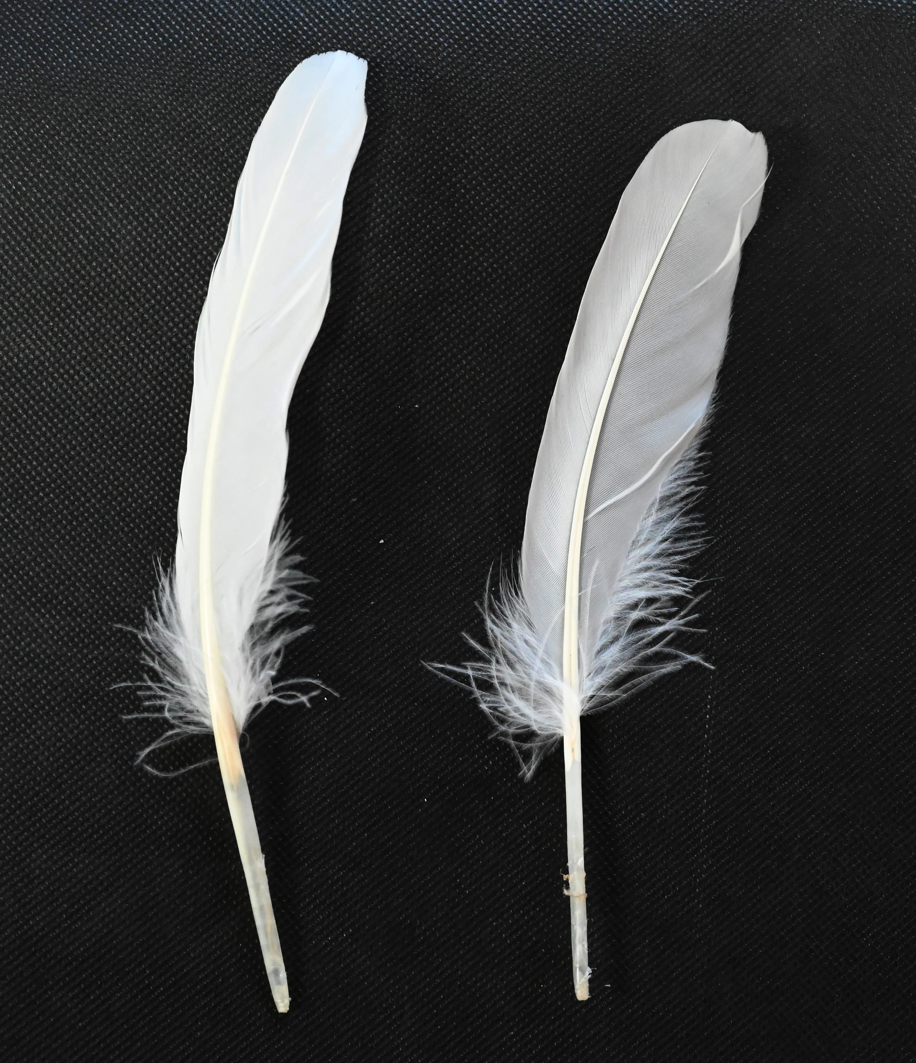 Authentic washed left and right side parted loose goose feathers