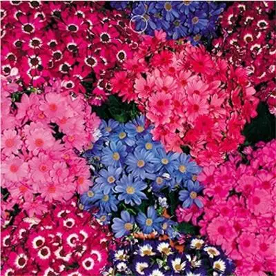 
Florists Cineraria seed bonsai flowers and ornamental plants for decorating courtyard rooms 