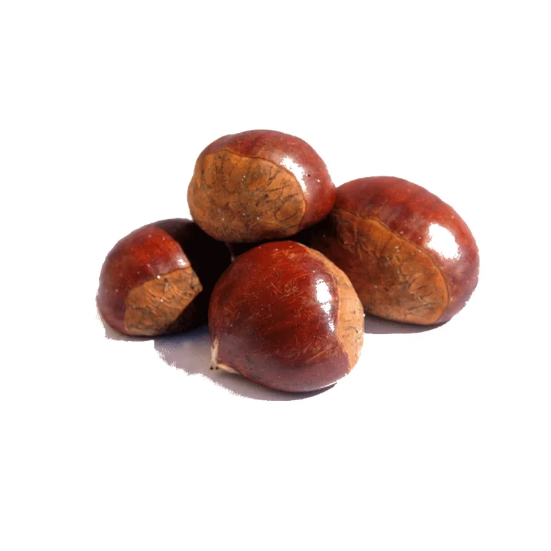 2021 New Crop Yanshan Harvesting Best Fresh Chestnuts