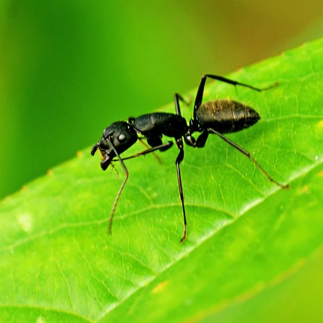 
supply ant extract powder 