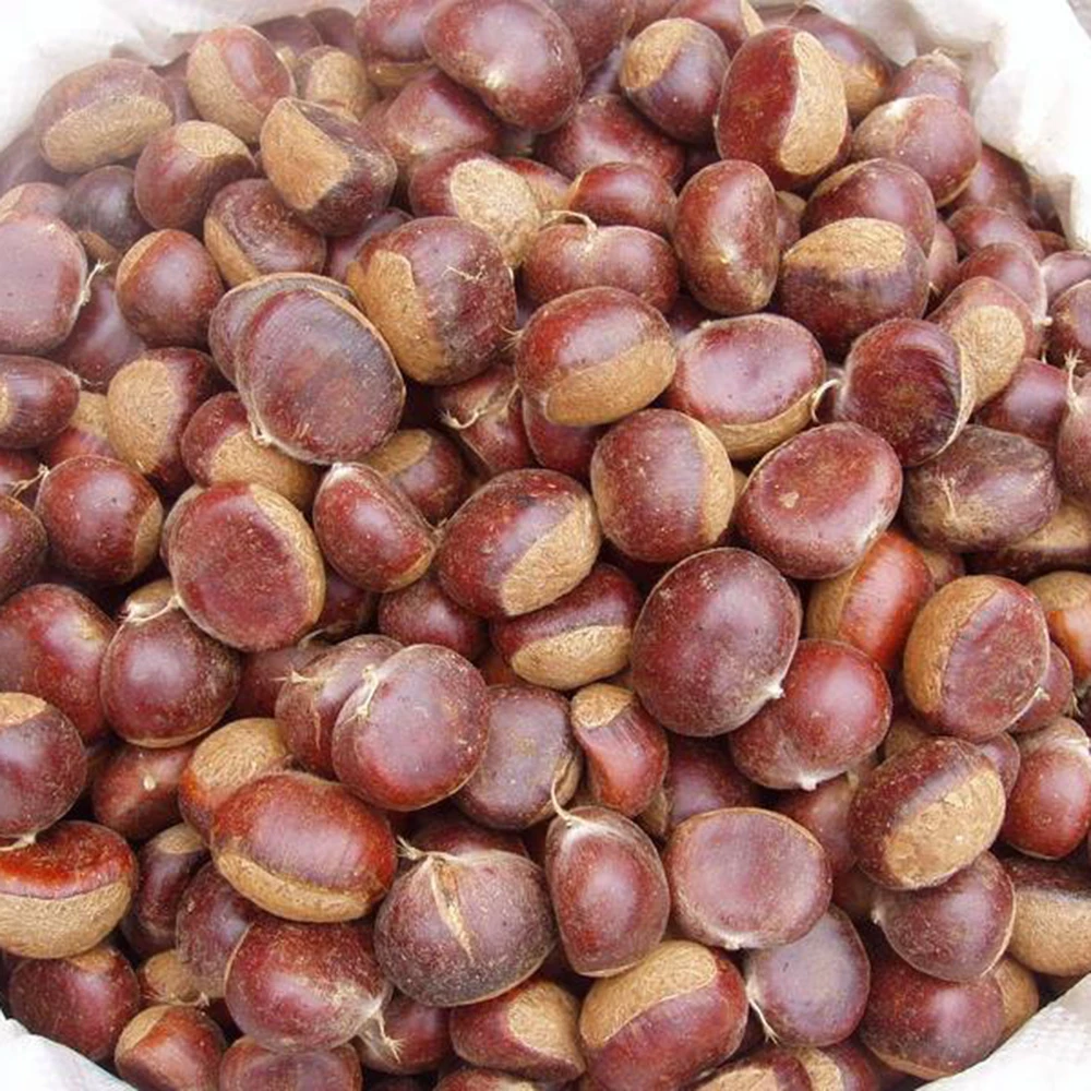 2023 New Crop Top Quality Fresh Chinese Chestnut with Bright Color