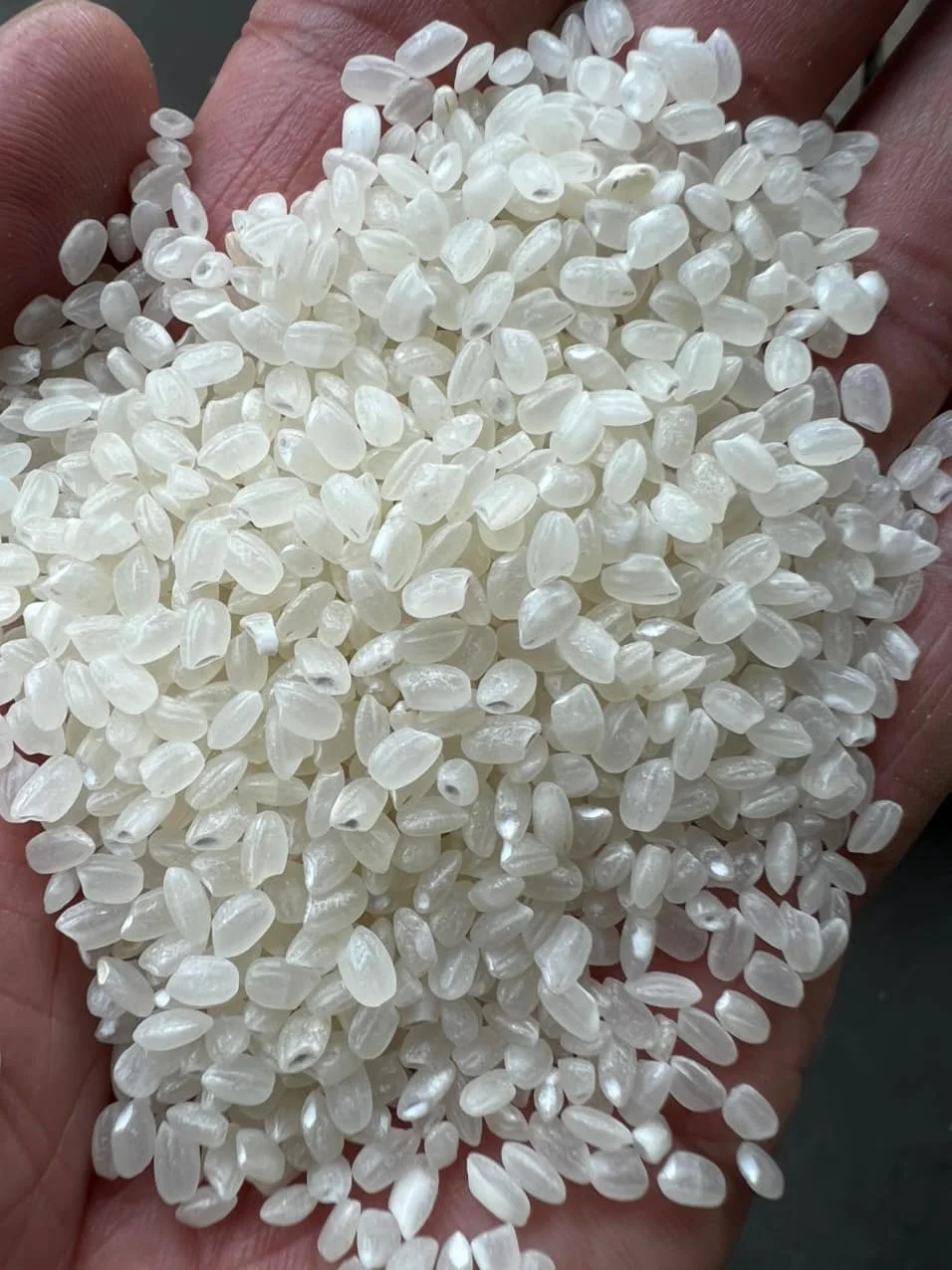 SHORT GRAIN NATURAL WHITE JAPONICA RIZ BROKEN 5% RICE for SUSHI ROLL JAPANESE CUISINES PRICE FROM FACTORY- WA 0084989322607