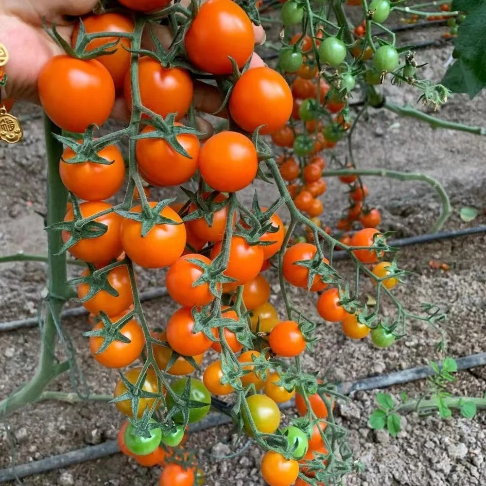 
Wholesale Indeterminate Hybrid F1 Sweet Orange Cherry Tomato Tree Seeds For planting 