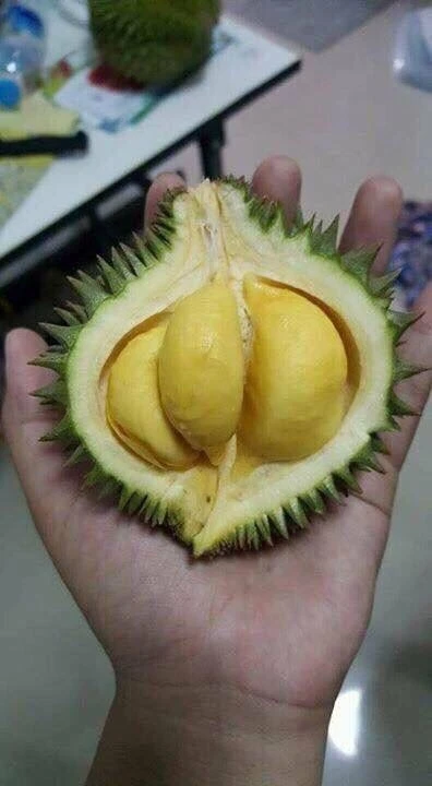 
Thailand Premium Fresh Puangmanee Durian 