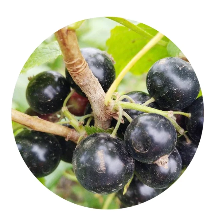 
New crop factory-directed frozen fruits berries frozen blueberry brands bulk frozen blueberries 