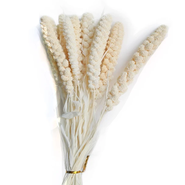 Factory supply red millet natural  dried flowers millet for home decoration