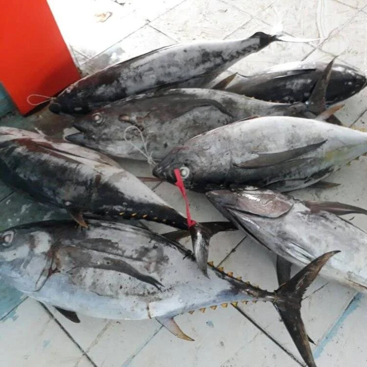 Frozen skipjack tuna whole round