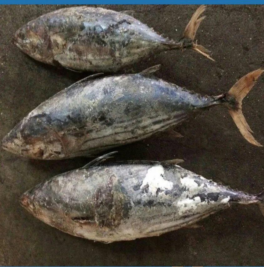 Good Price Frozen Skipjack Tuna For Can
