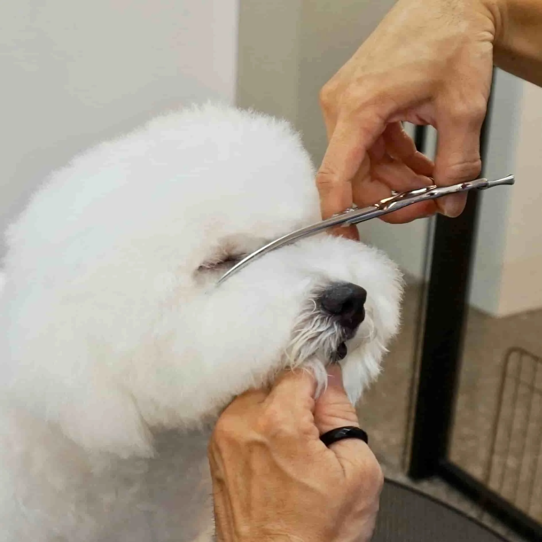 Curved Pet Scissors Japan 440c Steel Pet Products Wholesale Slightly Curve Blade