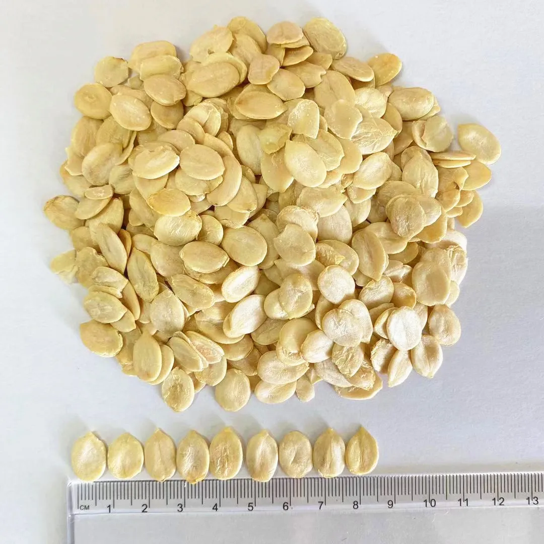 New Crop China Origin  Big Size Watermelon Seeds Kernel Price