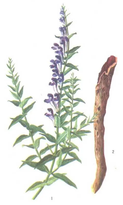 Traditional Chinese Medicinal Herbs Natural baikal skullcap extract baicalin supplement