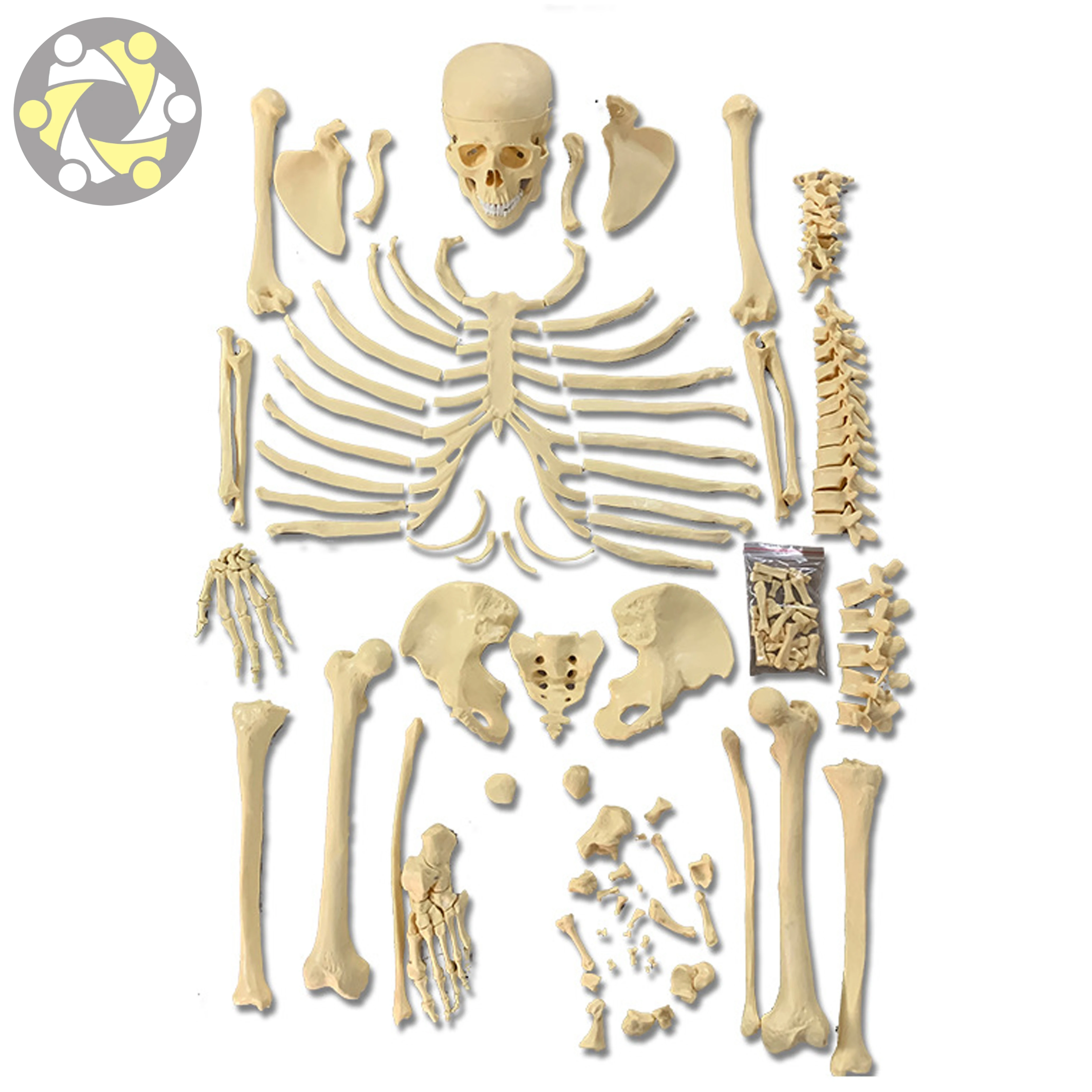 Medical Science  Human Skeleton Model Life-size Disarticulated Skeleton With Skull Model