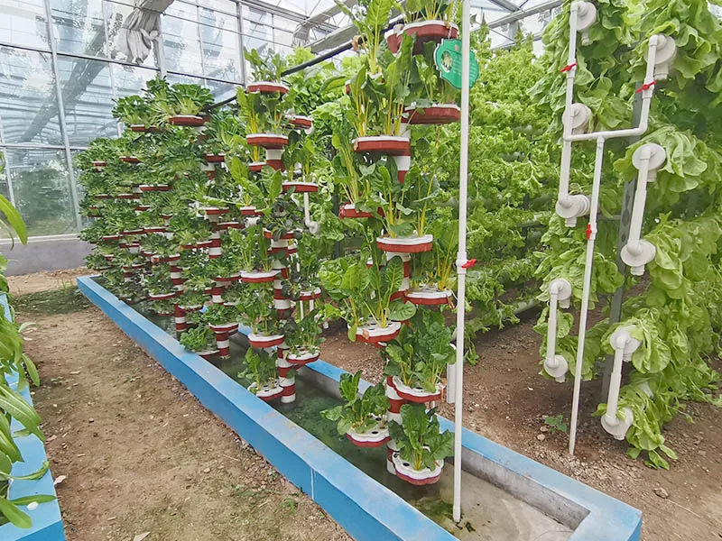 
Tomato and cucumber growing greenhouses-------Film greenhouse with hydroponic system 