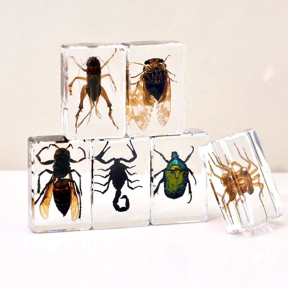 6 pcs Insect in Resin Specimen Bugs Collection Paperweights Insects and Bugs for Kids  Specimens for Scientific Education